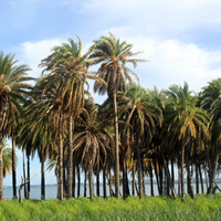 Retiring in Nadi